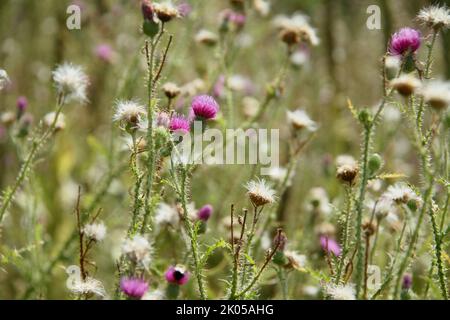 Cirsium vulgare (Bulldistel) in einem Feld in Virginia, USA Stockfoto