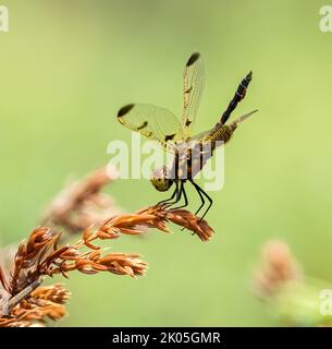 Ein männlicher Calico Pennant-Fliege auf einer rosa Pflanze in Muskoka Stockfoto