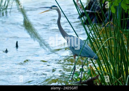 Großer Blaureiher mit offenem Mund, der am Wasserrand steht Stockfoto