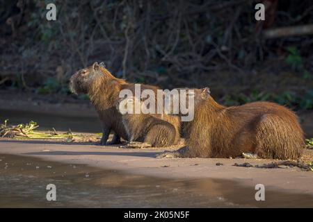 Eine Familie von Capybaras (Hydrochoerus hydrochaeris) am Fluss Cuiaba im Pantanal von Brasilien. Stockfoto