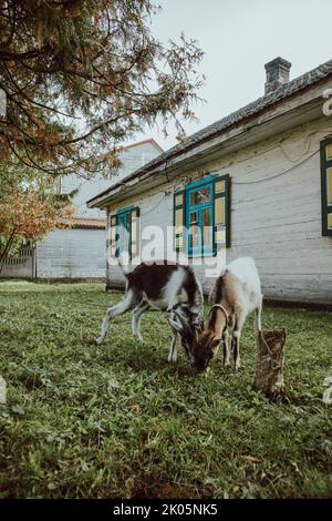 Zwei kleine Ziegen weiden in der Nähe des alten Hauses im Dorf Stockfoto