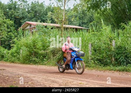 Ein Landwirt trägt frisches grünes Gras auf einem Motorrad im ländlichen Thailand. Stockfoto