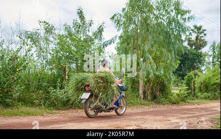 Ein Landwirt trägt frisches grünes Gras auf einem Motorrad im ländlichen Thailand. Stockfoto