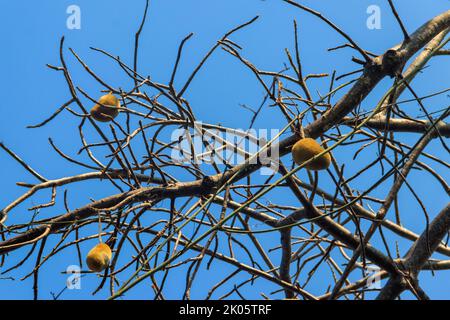 Afrikanische Baobab-Früchte oder Affenbrot, das auf einem Baobab-Baum wächst (Adansonia digitata) Stockfoto