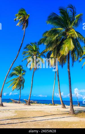 Kokospalmen (Cocos nucifera) mit reifenden Kokosnüssen vor blauem Himmel am tropischen Strand des Indischen Ozeans auf Sansibar, Tansania Stockfoto