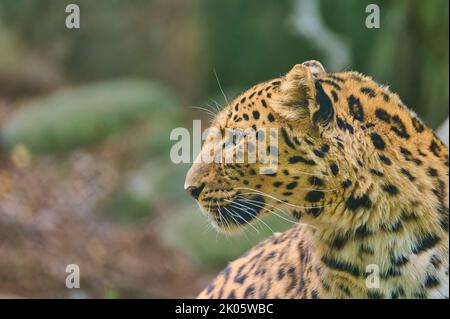 Amur-Leopard (Panthera pardus orientalis) gefangen Stockfoto