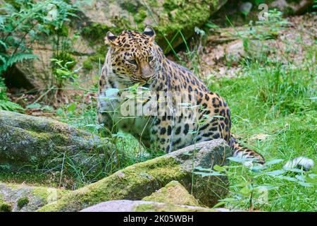 Amur-Leopard (Panthera pardus orientalis) gefangen Stockfoto