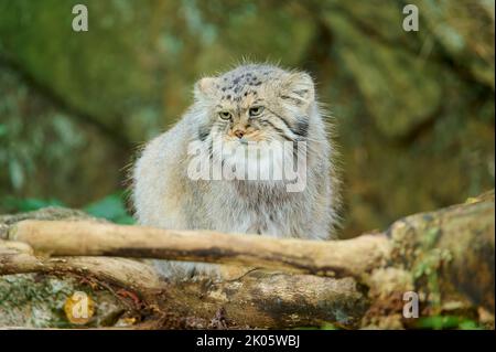 Pallas-Katze (Otocolobus manul), gefangen Stockfoto