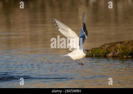 Sabines Möwe fliegt am Fjord Trygghamna in Spitzbergen (Xema sabini), auch bekannt als Gabelschwanzmöwe Stockfoto