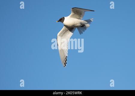 Sabines Möwe fliegt am Fjord Trygghamna in Spitzbergen (Xema sabini), auch bekannt als Gabelschwanzmöwe Stockfoto