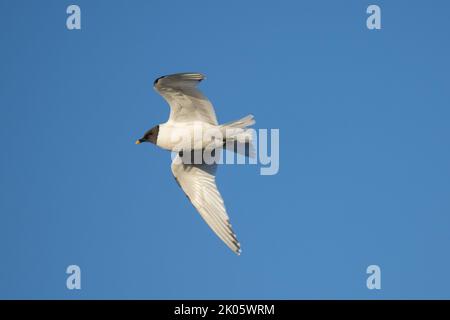 Sabines Möwe fliegt am Fjord Trygghamna in Spitzbergen (Xema sabini), auch bekannt als Gabelschwanzmöwe Stockfoto