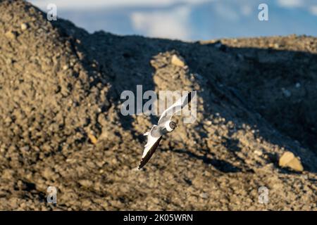 Sabines Möwe fliegt am Fjord Trygghamna in Spitzbergen (Xema sabini), auch bekannt als Gabelschwanzmöwe Stockfoto
