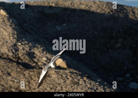 Sabines Möwe fliegt am Fjord Trygghamna in Spitzbergen (Xema sabini), auch bekannt als Gabelschwanzmöwe Stockfoto