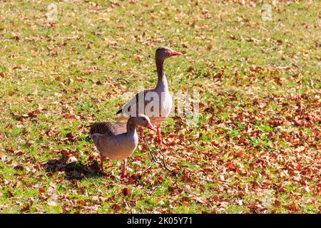 Graugänse (Anser anser) auf dem grünen Gras Stockfoto