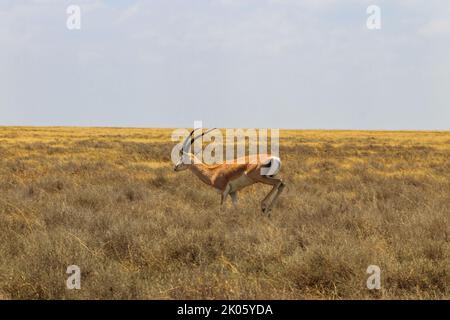 Männliche Impala (Aepyceros melampus) in trockener Savanne im Serengeti National Park, Tansania Stockfoto