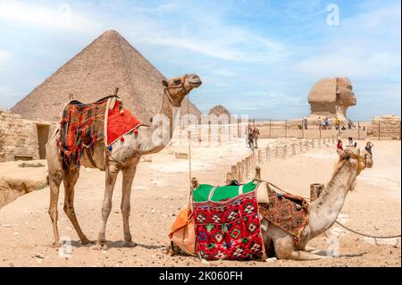 Kairo/Ägypten. 08/28/2022. Kamele ruhen vor der Cheops-Pyramide und der Großen Sphinx von Gizeh Stockfoto