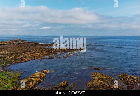 Die zerklüfteten Finger der Sandsteinfelsen ragen von Buddo Ness auf dem Fife Coastal Path an einem Summers Morning in die St Andrews Bay. Stockfoto