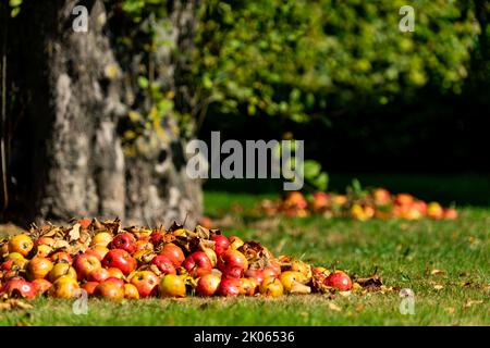 Haufen von gefallenen Äpfeln auf einem Rasen am Fuße eines alten Apfelbaums Stockfoto