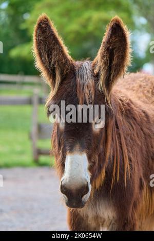 Poitou-Esel, Baudet du Poitou, Porträt Stockfoto