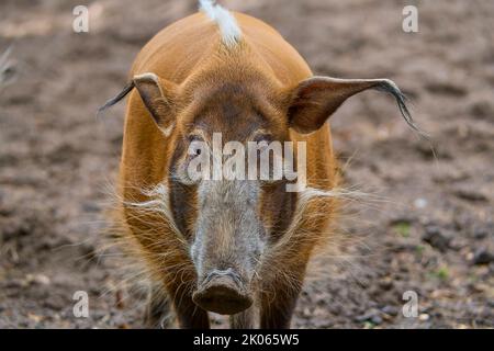 Bürstenohrschwein (Potamochoerus porcus pictu), Porträt Stockfoto