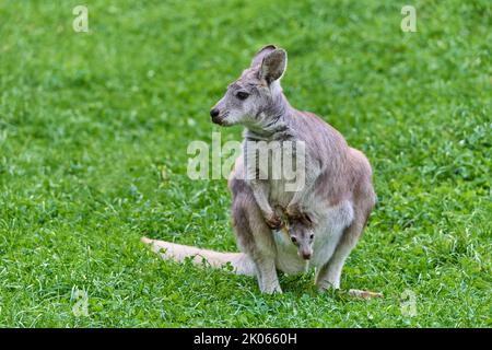 Gemeine Wallaroo (Macropus robustus), mit Jungtiere im Teich Stockfoto