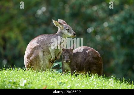 Gemeine Wallaroo (Macropus robustus), zwei Tiere Stockfoto