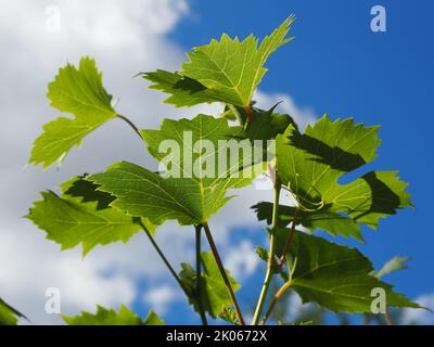 Junge Traubenblätter am blauen Himmel Stockfoto