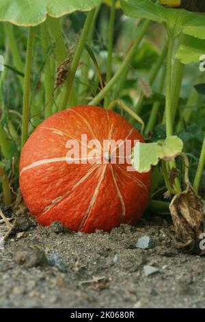 Kleine Orange Kürbisgunst auf einem Kürbisfeld im Gemüsegarten. Kürbislegung auf dem Boden im Garten vor den grünen Blättern. Augus Stockfoto