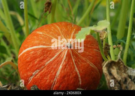 Kleine Orange Kürbisgunst auf einem Kürbisfeld im Gemüsegarten. Kürbislegung auf dem Boden im Garten vor den grünen Blättern. Augus Stockfoto