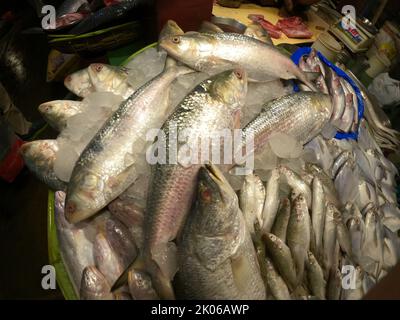 Kalkutta, Westbengalen, Indien. 9. September 2022. Hilsha-Fisch, der am 7. September 2022 auf einem Großhandelsmarkt in Kalkutta aus Bangladesch importiert wurde. (Bild: © Dipa Chakraborty/Pacific Press via ZUMA Press Wire) Stockfoto