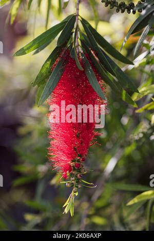 Native Australian Bottle Pinselblume Stockfoto