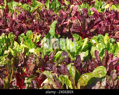 Garten mit rotem Mangold beta vulgaris Stockfoto