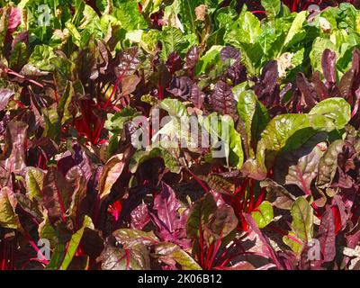 Garten mit rotem Mangold beta vulgaris Stockfoto