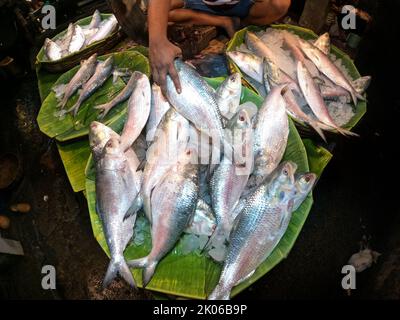 Kalkutta, Westbengalen, Indien. 9. September 2022. Hilsha-Fisch, der am 7. September 2022 auf einem Großhandelsmarkt in Kalkutta aus Bangladesch importiert wurde. (Bild: © Dipa Chakraborty/Pacific Press via ZUMA Press Wire) Stockfoto