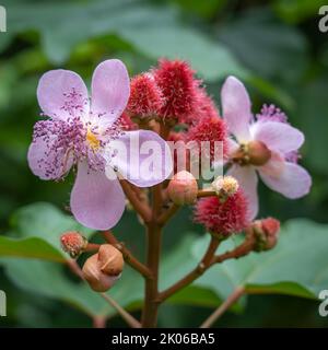 Nahaufnahme von Achiote- oder Bixa orellana-Blüten und jungen Früchten auf grünem, natürlichem Hintergrund Stockfoto