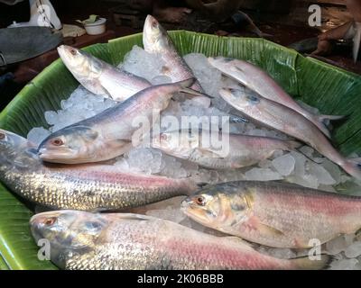 Kalkutta, Westbengalen, Indien. 9. September 2022. Hilsha-Fisch, der am 7. September 2022 auf einem Großhandelsmarkt in Kalkutta aus Bangladesch importiert wurde. (Bild: © Dipa Chakraborty/Pacific Press via ZUMA Press Wire) Stockfoto