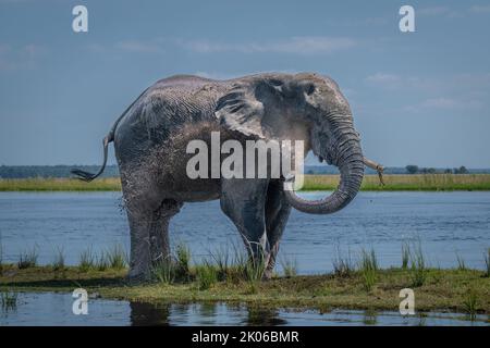 Afrikanischer Buschelefant sprüht Schlamm über den Körper Stockfoto