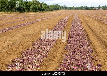 Zwiebelernte in Reihen Acros Field, Sutton, Suffolk, England, Großbritannien Stockfoto