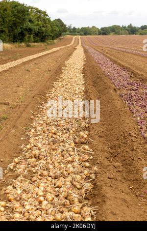 Zwiebelernte in Reihen Acros Field, Sutton, Suffolk, England, Großbritannien Stockfoto