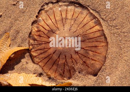 Quallen-Kompass (Chrysaora hyssoscella) Stockfoto