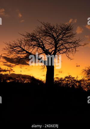 Eine markante Kontur des legendären Baobab-Baumes. Diese uralten Riesen, oft als umgedrehter Baum bezeichnet, werden in den heisseren, trockeneren Regionen gefunden Stockfoto