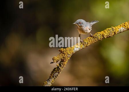 Sylvia Cantillans oder westlicher subralinischer Waldsänger ist ein kleiner Waldsänger. Stockfoto