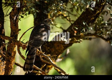 Weibliche eurasische Sparrowhawk oder Accipiter nisus, die auf der Jagd sind. Stockfoto