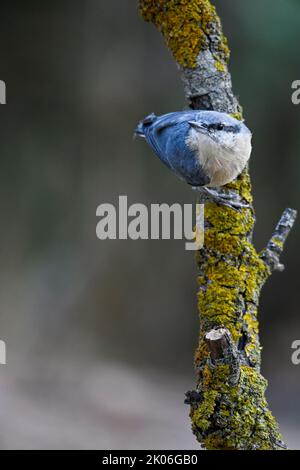 Sitta europaea - der Nuthatch ist eine Art von Singvögeln aus der Sittidae-Familie Stockfoto