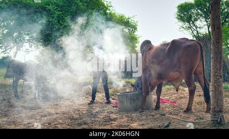 Der indische Bauer verbrennt Neembaumblätter, um seine Kühe vor der klumpigen oder lampi-Krankheit zu retten. Vorsorge für klumpige Krankheit. Stockfoto