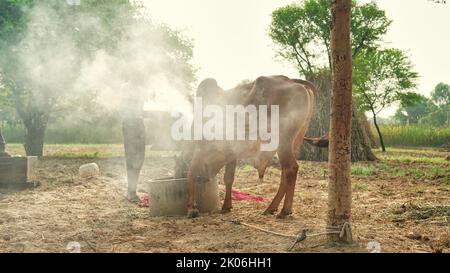 Der indische Bauer verbrennt Neembaumblätter, um seine Kühe vor der klumpigen oder lampi-Krankheit zu retten. Vorsorge für klumpige Krankheit. Stockfoto