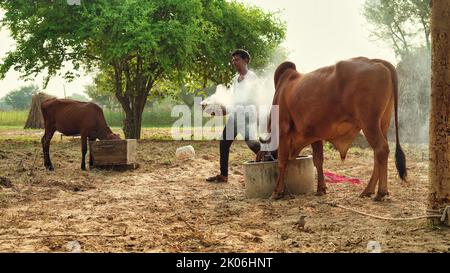 Der indische Bauer verbrennt Neembaumblätter, um seine Kühe vor der klumpigen oder lampi-Krankheit zu retten. Vorsorge für klumpige Krankheit. Stockfoto