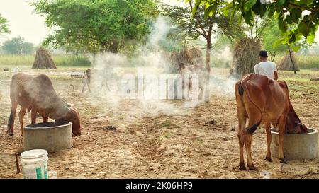 Der indische Bauer verbrennt Neembaumblätter, um seine Kühe vor der klumpigen oder lampi-Krankheit zu retten. Vorsorge für klumpige Krankheit. Stockfoto