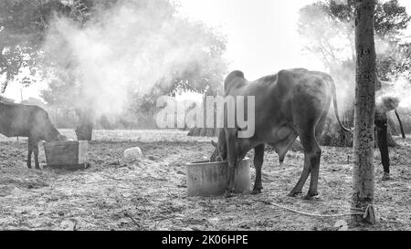 Vorsorge für das lampi-Virus, verbrennt der indische Bauer trockene Blätter mit Kampfer, um sein Tier vor klumpiger oder lampi-Hauterkrankung zu retten. Stockfoto