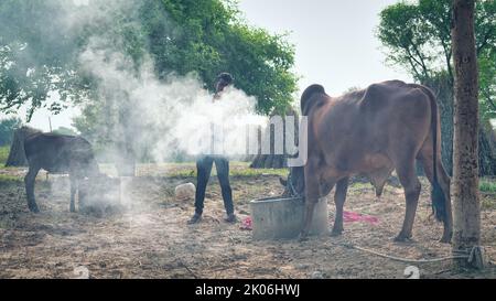 Der indische Bauer verbrennt Neembaumblätter, um seine Kühe vor der klumpigen oder lampi-Krankheit zu retten. Vorsorge für klumpige Krankheit. Stockfoto